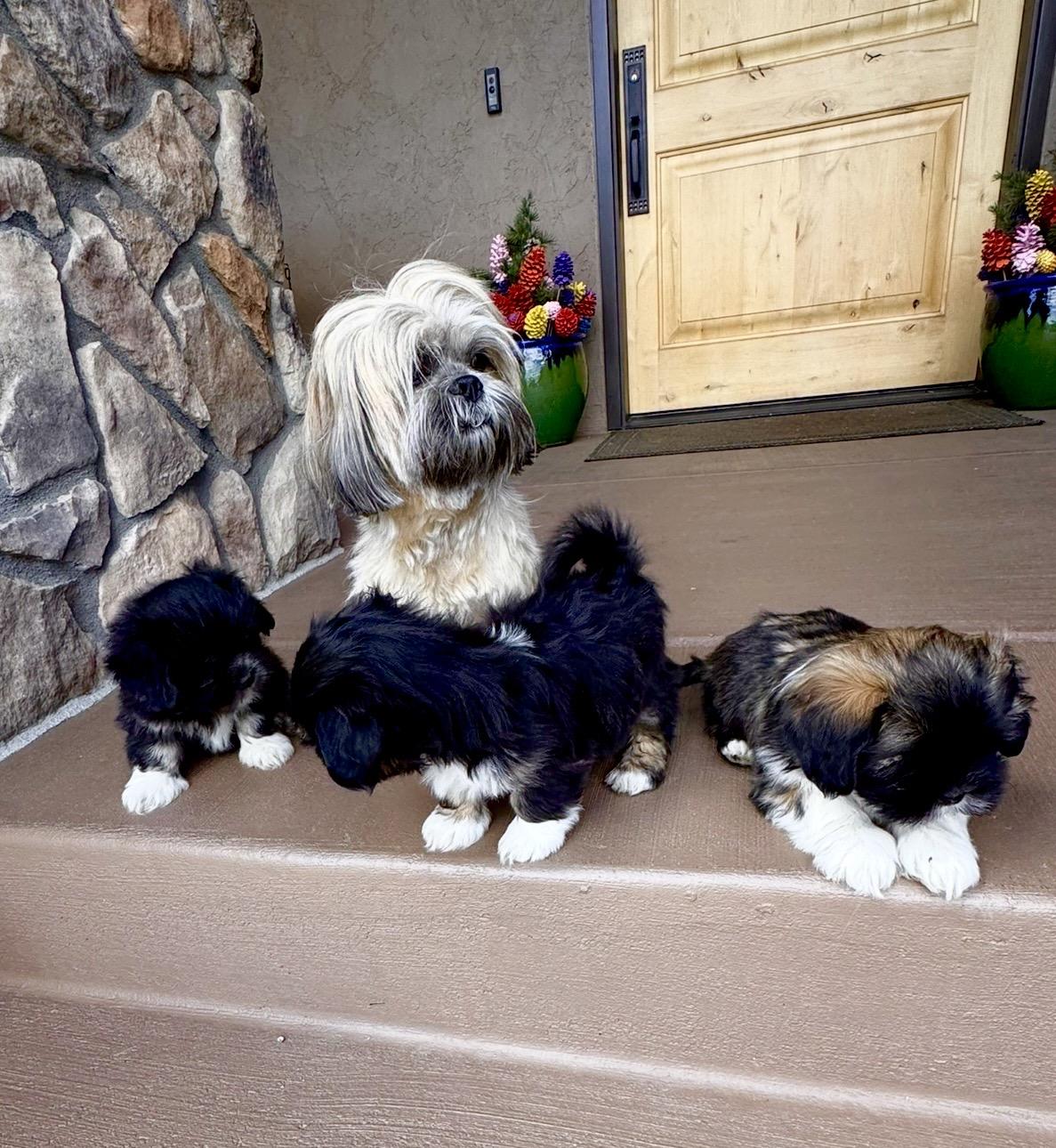 Michelle's Lhasa Apsos in Colorado | Lhasa Apso puppies | Good Dog