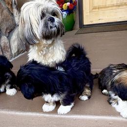 Lhasa Apsos from Michelle Dark
