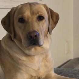 Labrador Retrievers from Faithful Mountain Labradors