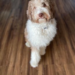 Assorted Doodle Crosses and Bearded Collie Puppies from White Tips Ranch