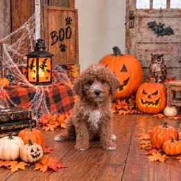 Dayton - Red  male Goldendoodle puppy in Roseburg, Oregon from Dbos Furry Friends
