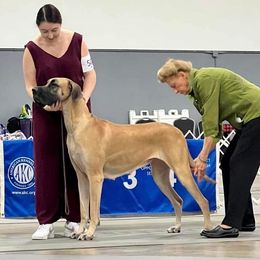 Bedlington Terriers and Great Danes from Cloud9 Bedlingtons and Argos Danes