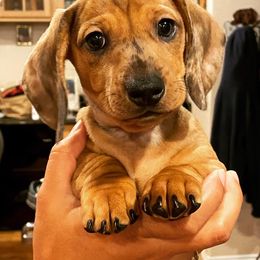 Dachshund Puppies from Ripon Dachshunds