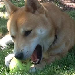 Shiba Inu from Sunbeam Shiba Inus