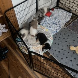 Collie and Yorkshire Terrier Puppies from Jolly Collies & Kingdom Elite Yorkshire Terriers