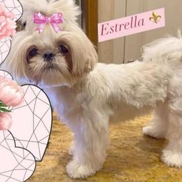 Estrella - Shih Tzu