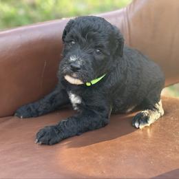 Mint chocolate chip - Black male Whoodle puppy in Gladewater, Texas from Kalin’s K9s