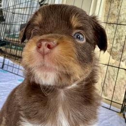 ASDR 2 Blue's Fire Starting Flint - Red tri male Toy Australian Shepherd puppy in Tremont, Tennessee from 2 Blue Toy Aussies