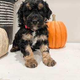 Forest - Tri-color male Cavapoo puppy in Flagstaff, Arizona from Gunstock Doodles