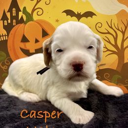 Casper - Tri-color male Australian Labradoodle puppy in Eastover, North Carolina from Joyful Hearts Australian Labradoodles