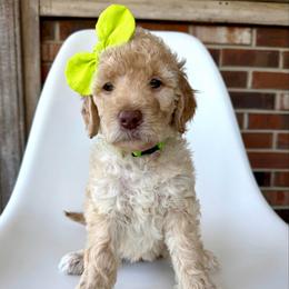 Fawn - Cream female Goldendoodle puppy in Pulaski, Tennessee from Doodle My Heart