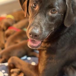 Birdie - Labrador Retriever