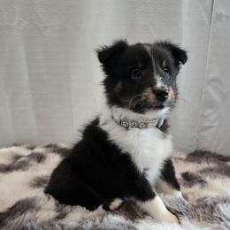 Arrow - Black white and tan male Shetland Sheepdog puppy in Wapello, Iowa from Willow Rayne shelties and more