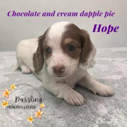 Hope - Piebald female Dachshund puppy in Kissimmee, Florida from Dazzling Frenchies and Doxies