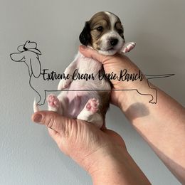 Dachshund Puppies from Extreme Cream Doxie Ranch