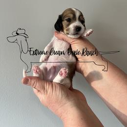 Dachshund Puppies from Extreme Cream Doxie Ranch