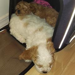 Cavapoo Puppies from Peach's Pittsburgh Cavapoos
