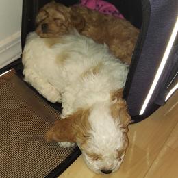 Cavapoo Puppies from Peach's Pittsburgh Cavapoos