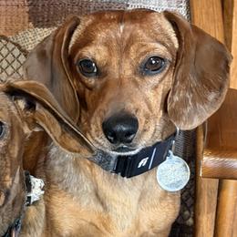 Dachshunds and French Bulldogs from Witchy Woman’s Wiener’s