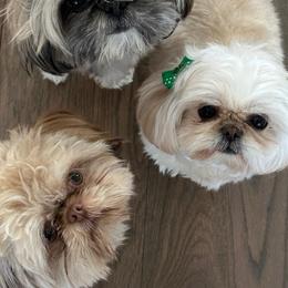 Rosie - Cream and white female Shih Tzu puppy in Rockville Centre, New York from Magnolia Tzus