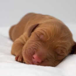 Jasmine Green Boy - Dark golden male Golden Retriever puppy in Lafayette, Alabama from Elm Hollow Golden Retrievers