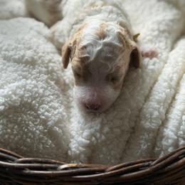 Roxy - Parti female Poodle puppy in Randallstown, Maryland from Parson Standards