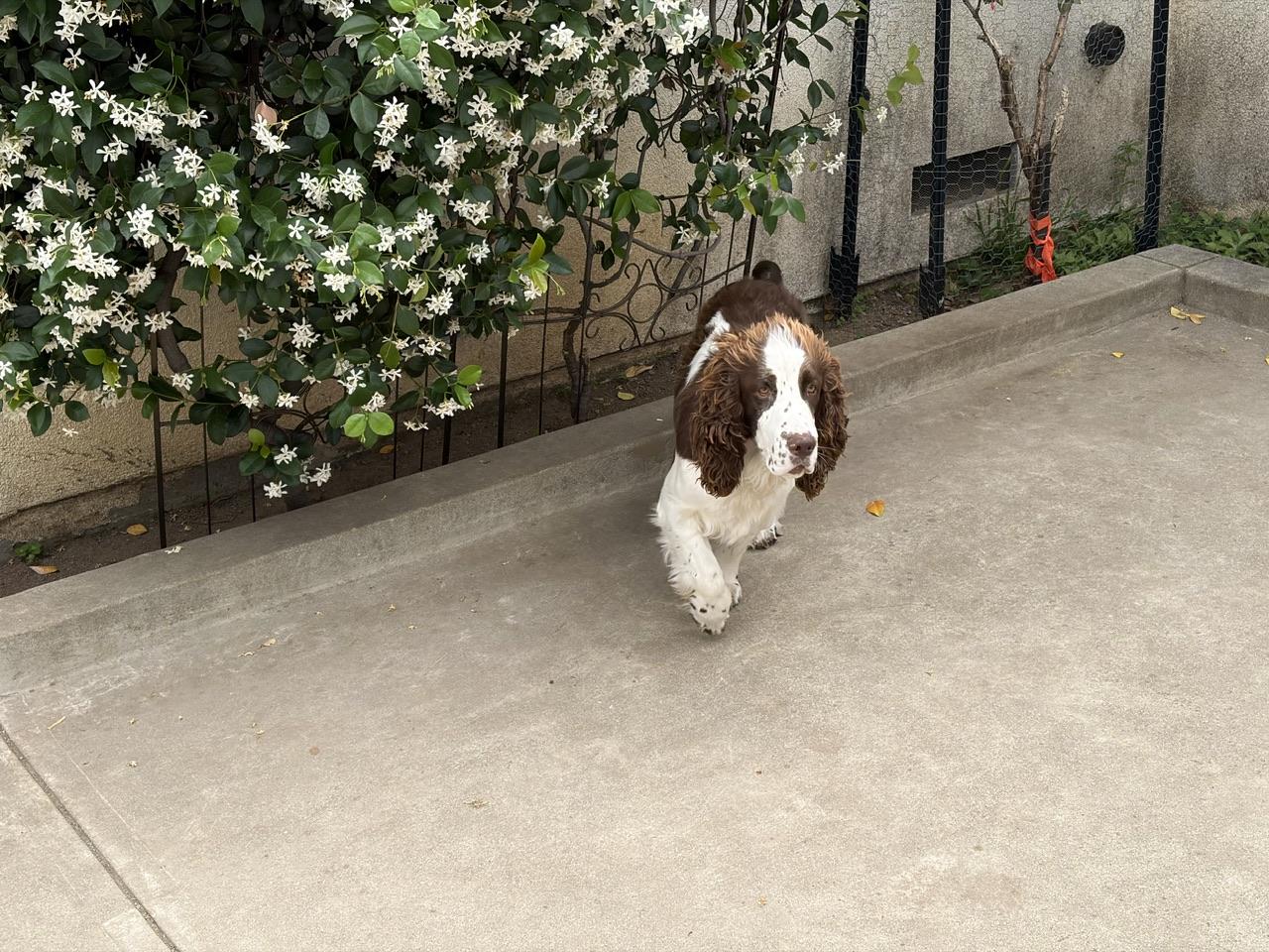 Buddy