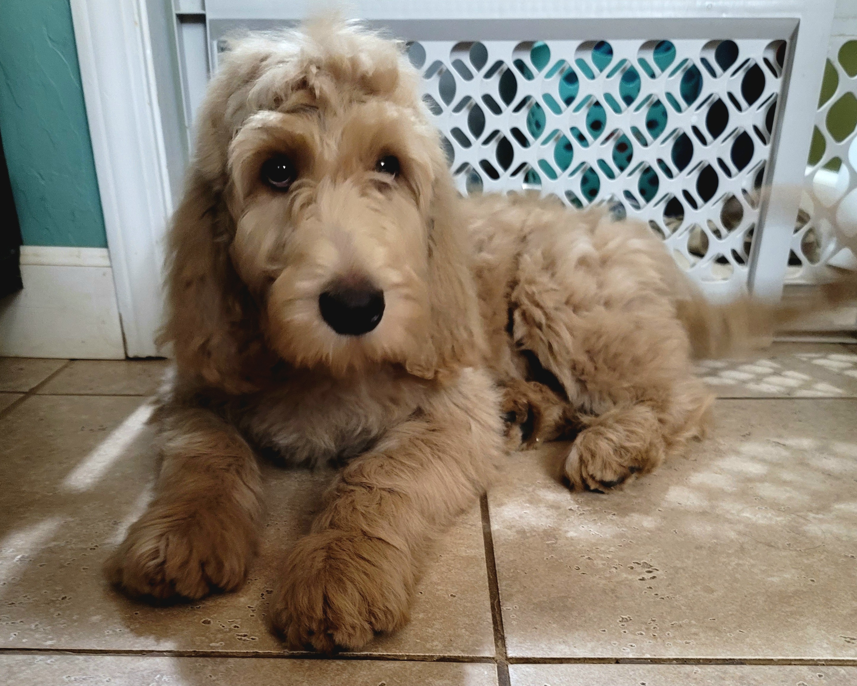 Haggard - Apricot Labradoodle puppy in Mckenzie, Tennessee from Small Town Doodles & Poodles