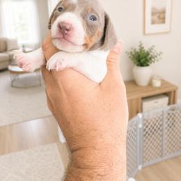 Rocket  AKC 2600 - Piebald male Dachshund puppy in Indian Trail, North Carolina from Hilda’s Teenie Weenies