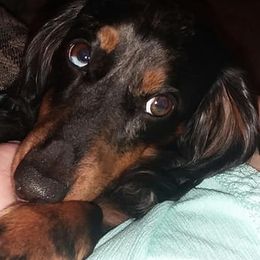 Dachshunds from Kimberly's Dachshunds