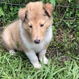 Kelly - Sable merle female Collie puppy in Yulee, Florida from Three Collie Farm