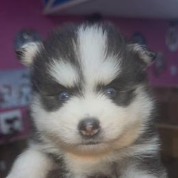 Randy - Black and white male Pomsky puppy in Spring Hill, Florida from PDQ Pomskies