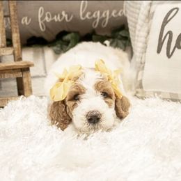 Goldendoodle Puppies from Best Doodles