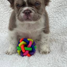 Annie - White and brindle female French Bulldog puppy in Miami, Oklahoma from Destiny Jones