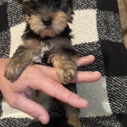 Yorkshire Terrier Puppies from MagnoliaYorkies
