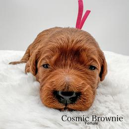 Cosmic Brownie - Red  female Goldendoodle puppy in Sunman, Indiana from Brunsman Country Doodles LLC