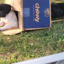 German Shorthaired Pointer Puppies from H LAVA C Pointers