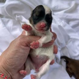 Cinnamon Roll - Chocolate parti female Pomeranian puppy in Somerset, Kentucky from Perez Pomeranians