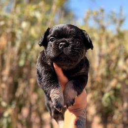 Purple - Black and tan female French Bulldog puppy in Avondale, Arizona from BigDiamondFrenchies