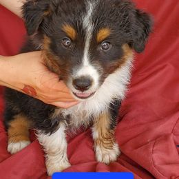 Australian Shepherd Puppies from Invictus Farms