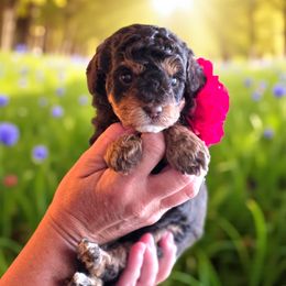 Mary Red - Tri-color female Bernedoodle puppy in Vernon, Texas from Sugarland's Texas Goldendoodles
