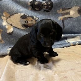 Max - Black male Dachshund puppy in Pearland, Texas from Lori Li's Doxies