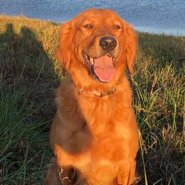 Golden Retrievers from Greenridge Kennels