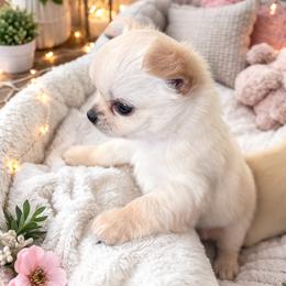 Chihuahua and Labrador Retriever Puppies from Cranbrook Kennels