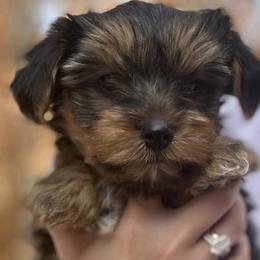 Yorkshire Terriers from Pawsh Pups