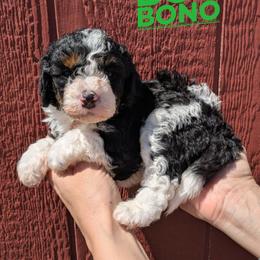 Bono - Black and white male Bernedoodle puppy in Cambridge, Minnesota from Country Meadow Doodles