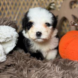 Pink Girl - Tri-color female Bernedoodle puppy in Belgreen, Alabama from Scott’s Farm Poodles and Doodles