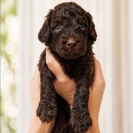 Okie - Chocolate male Double Doodle puppy in Whitsett, North Carolina from Rock Creek Doodles