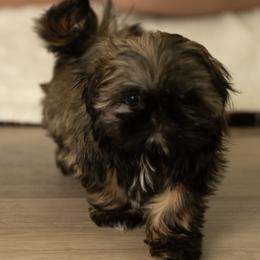 AKC Sarah - Brindle female Shih Tzu puppy in Fresno, California from Good Lil Shih Tzu