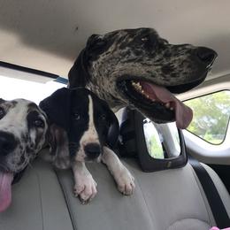 Dachshund and Great Dane Puppies from Stately Dachshunds and Danes